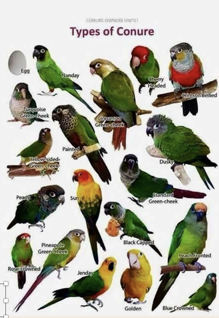 <ul><li><p>Beautiful, intelligent birds, can talk!</p></li><li><p>Loud, high resonance screams.</p></li><li><p>Historical documentation as carriers of Pacheco’s disease virus.</p></li></ul>