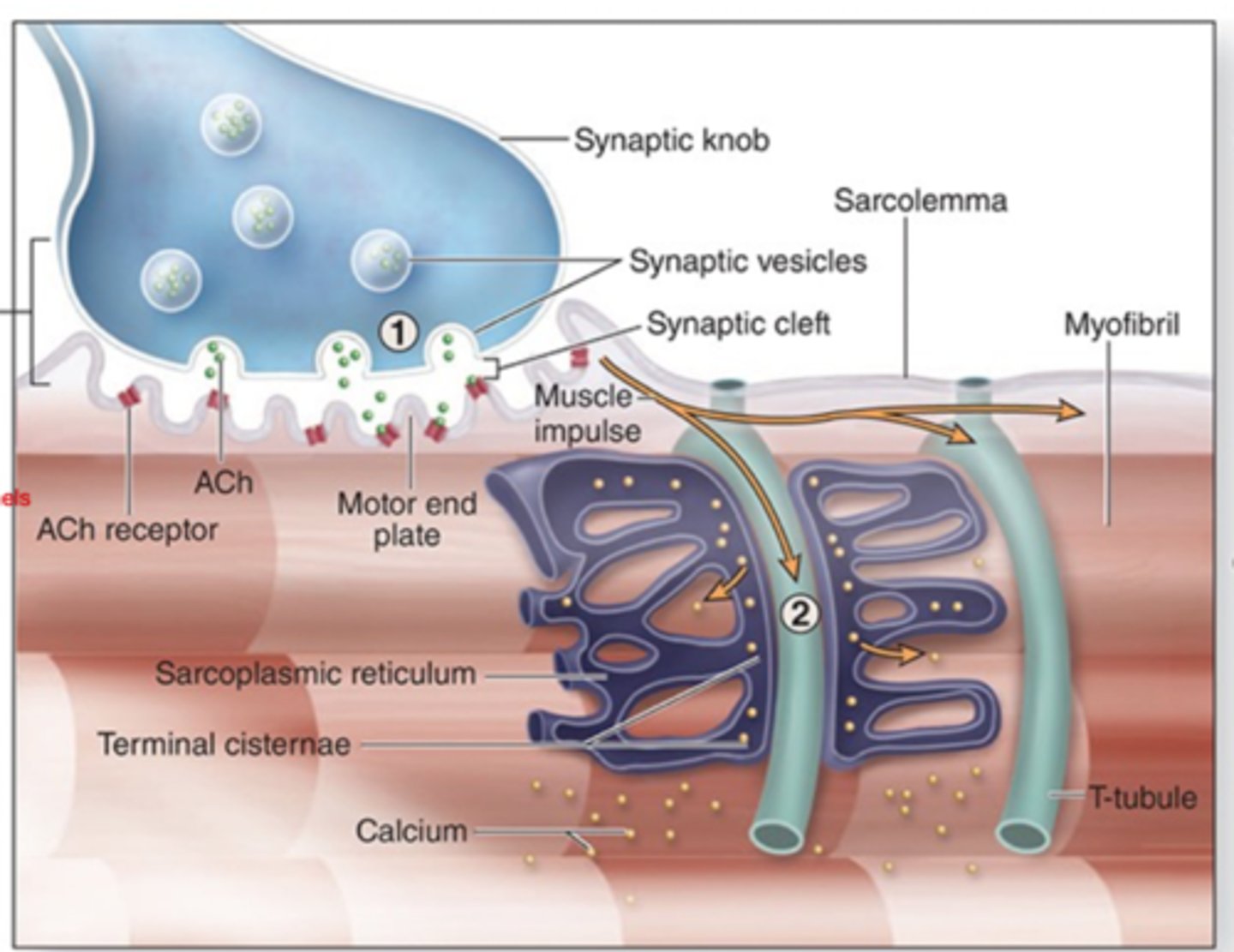 <p>During the 1st step of a contraction, describe the path of ACh?</p>