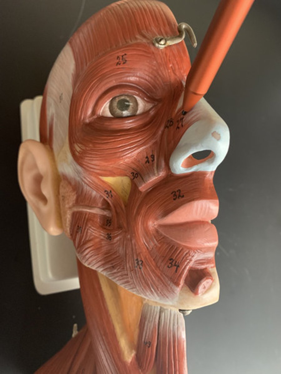 <p>Origin: superior maxilla</p><p>Insertion: nasal cartilage</p><p>Action: dilates/contracts nostrils</p><p></p>