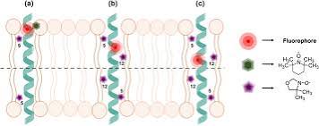 <p>amino acids w nonpolar side chains</p><p></p><p>polypeptide backbone (hydrophilic) is hydrogen bonded to itself INSIDE the a helix where its shielded by the hydrophobic lipid environment of the membrane, and had protruding nonpolar side chains on the OUTSIDE </p>