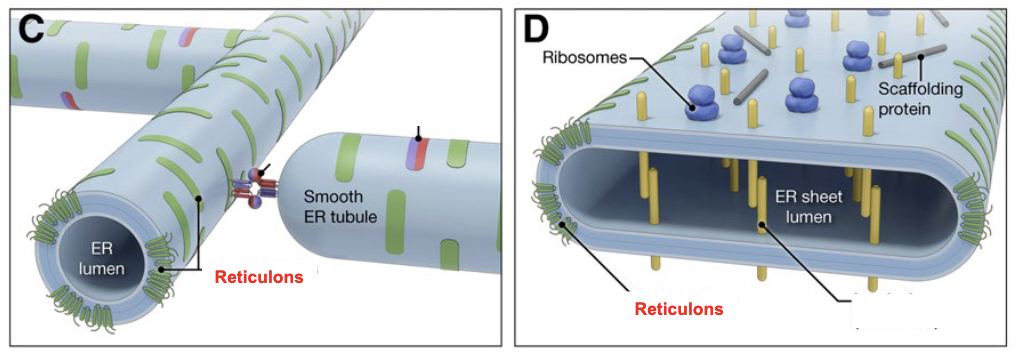 <p>Reticulons, that have a W-shaped structure</p>