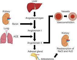 <p>Renin- Angiotensin – Aldosterone system </p><ul><li><p>Trigger = LOW BLOOD PRESSURE </p></li><li><p><u>Juxtaglomerular apparatus</u> in the kidney senses low flow and produces <strong>renin</strong> </p></li><li><p>Renin stimulates the <strong>liver</strong> to produce <strong>angiotensinogen</strong> which converts to angiotensin 1 . </p></li><li><p>Angiotensin 1 is converted to angiotensin 2 in the <strong>lungs</strong> </p></li><li><p>Angiotensin 2 triggers the <strong>adrenal glands</strong> to produce <strong>aldosterone</strong> and causes <strong>vasoconstriction</strong> </p></li><li><p>Aldosterone causes Na+ retention, K+ <strong>excretion</strong> and water <strong>reabsorption</strong> </p></li><li><p>BLOOD PRESSURE INCREASES</p></li></ul><p></p>
