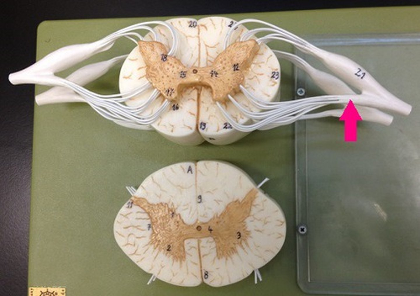 <p>contains motor fibers</p>