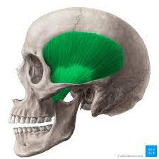 closing the mouth and retraction