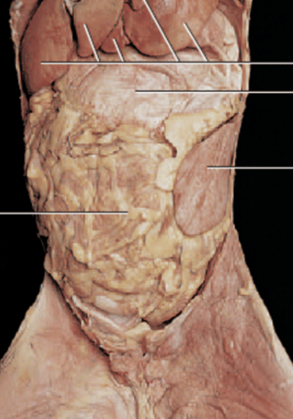 <p>contains both the abdominal and pelvic cavities</p>
