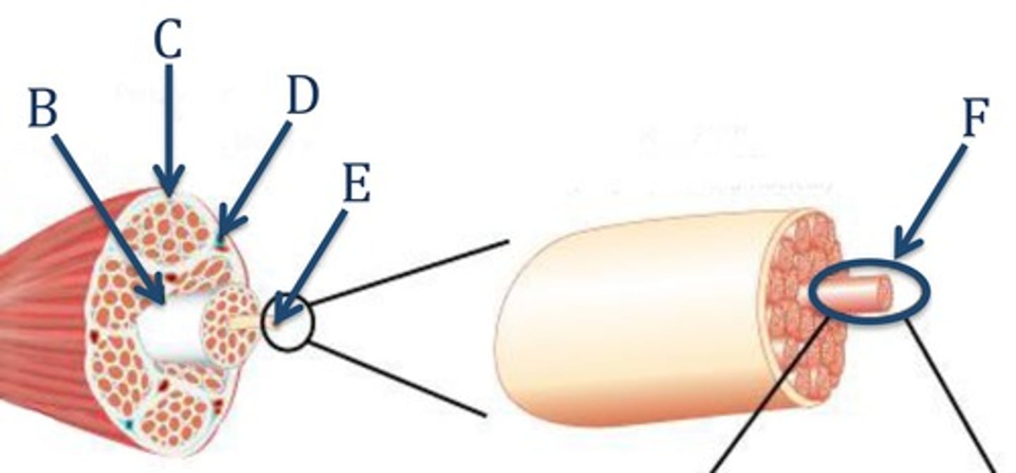 <p>Name part F,</p><p>This is one of many contractile filaments that make up a striated muscle fibre</p>