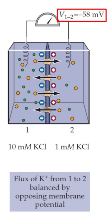 <p>Cosa succede agli ioni K+ se ho questa situazione di partenza (equilibrio) e poi metto una batteria che crea una differenza di potenziale tra 1 e 2 di -116mV? </p>