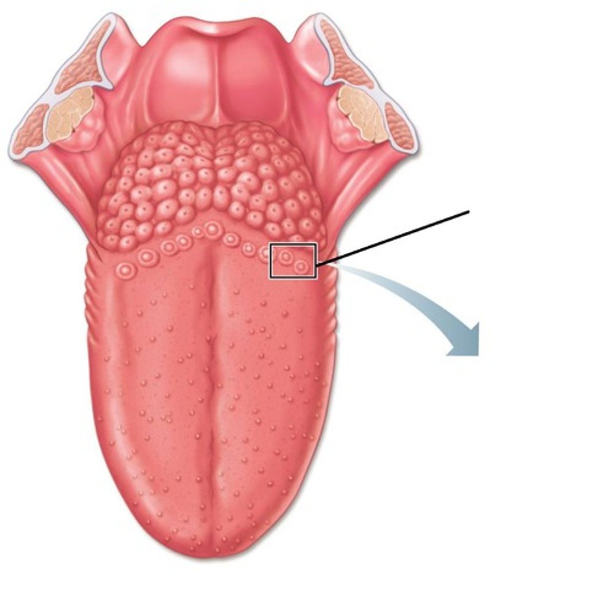 <p>largest taste buds with 8-12 forming "V" at back of tongue</p>