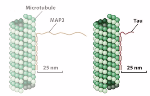 <ul><li><p>Control MT organization in cytosol (e.g. Tau protein in neurons)</p></li><li><p>Defective Tau protein → neurofibrillary tangles → Alzheimer’s disease (right image, top)</p><ul><li><p>Defect in Tau biology associated with</p><p>Alzheimer’s disease, as well as other forms of</p><p>neurodegenerative disorder (tauopathies)</p><p></p></li></ul></li></ul><p></p>