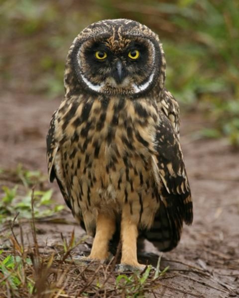 <p>Short-eared Owl </p>