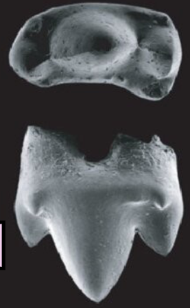 <ul><li><p><span><span>Triconodont teeth are </span></span><strong><mark data-color="rgba(0, 0, 0, 0)" style="background-color: rgba(0, 0, 0, 0); color: inherit;">characteristic molars of early, largely carnivorous Mesozoic mammals featuring three, usually cone-shaped, cusps arranged in a linear or slightly curved row (a-b-c)</mark></strong><span><span>. </span></span></p></li><li><p><span><span>They are known for providing a, self-sharpening, shear-based cutting mechanism</span></span></p></li></ul><p></p>
