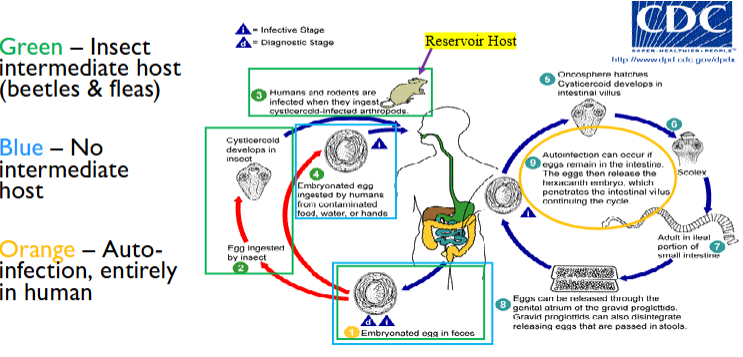 <ol><li><p>through insect intermediate host (beetles and fleas)</p></li><li><p>human ingested embryonated egg (no intermediate host)</p></li><li><p>autoinfection (entirely human)</p></li></ol><p></p>