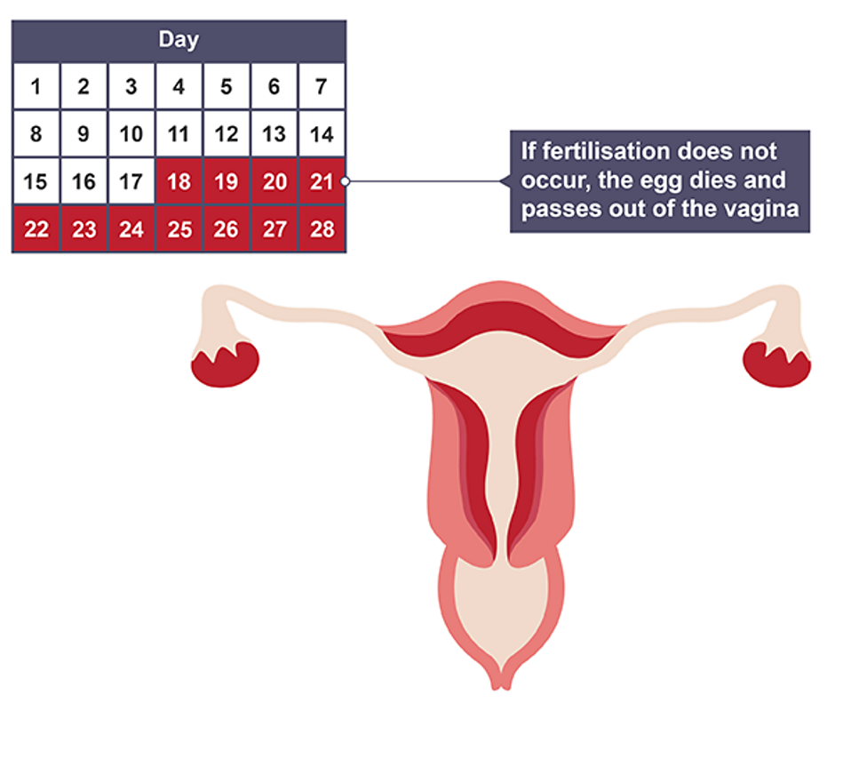 <p>If no pregnancy occurs hormone levels decrease and cycle restarts</p>