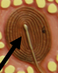 <p>Pacinian Corpuscle</p>