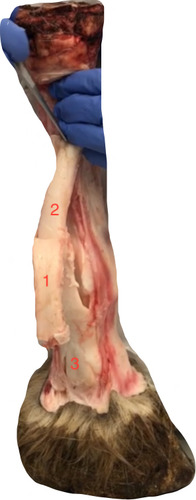 palmar view- what is at 1?