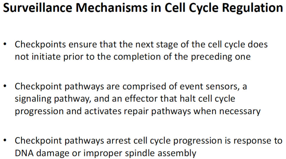 <p><strong>Checkpoints</strong><br> Ensure next stage of cell cycle does not start before preceding stage is complete</p><p><strong>Checkpoint Pathways</strong><br> Comprised of event sensors (detect problems), signaling pathways (relay information), and effectors (halt cell cycle and activate repair)</p><p><strong>Functions</strong><br> Arrest cell cycle progression in response to DNA damage or improper spindle assembly<br> Activate repair pathways to maintain genomic integrity</p>