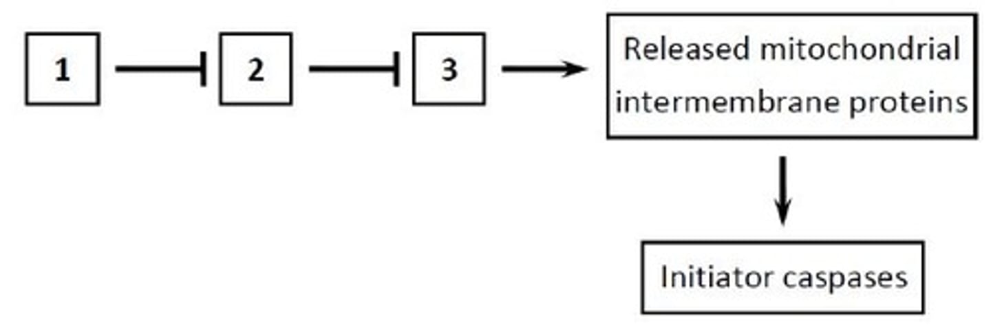 <p>BAE</p><p>The pro-apoptotic effector Bcl2 family proteins such as Bax and Bak induce the release of cytochrome c and other mitochondrial intermembrane proteins into the cytosol. Anti-apoptotic Bcl2 family proteins, such as Bcl2 and BclXL, inhibit these effector proteins and are in turn inhibited by the pro-apoptotic BH3-only proteins such as Bid and Bim. Some BH3-only proteins may also directly activate Bax and Bak (not shown).</p>