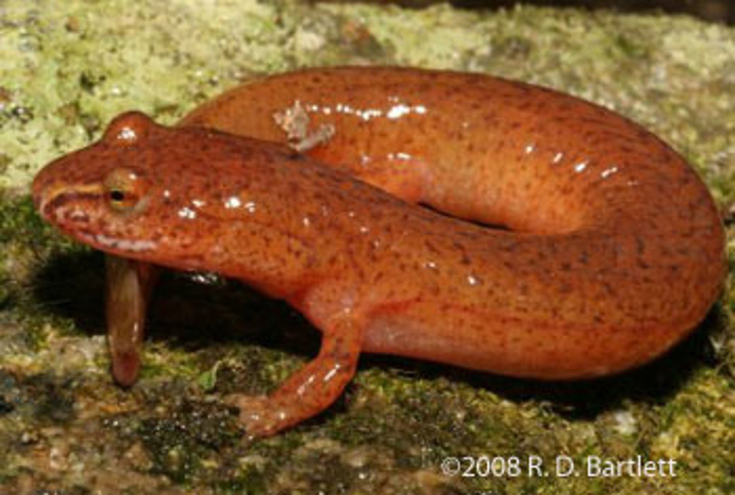 <p>What salamander has: </p><p>- A canthus rostralis ridge that extends to the nostrils that is often a lighter, yellow color</p><p>- A red-orange to purple-ish body with black spots</p><p>- 17-19 costal grooves</p><p>- A flat, keeled tail</p><p>- A large range above the fall line of most of north GA (inc. the NW half)</p><p>- A preference for aquatic mountainous areas</p><p>- The ability to secrete noxious chemicals + asposmatic coloration</p>