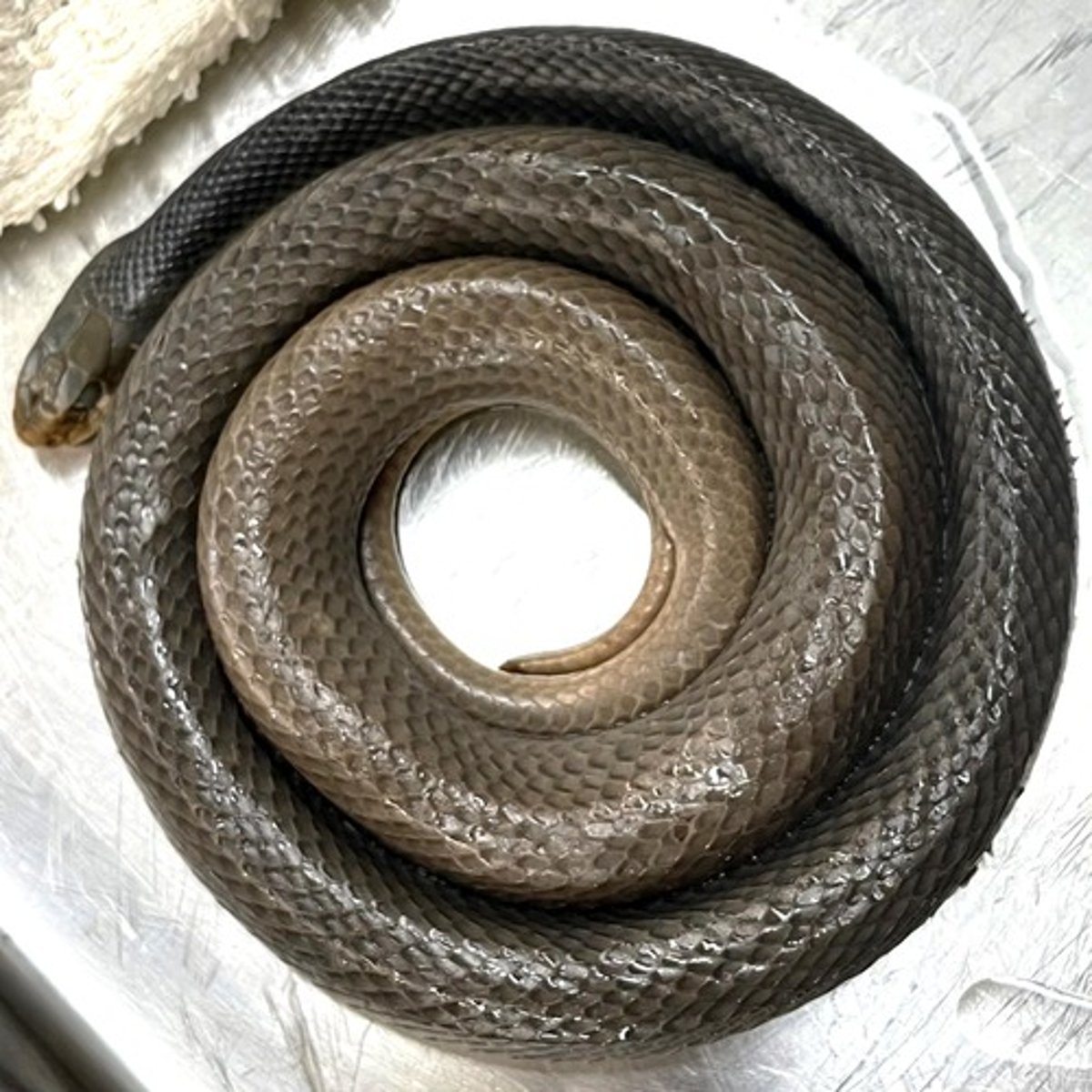 <p>Subfamily</p>
