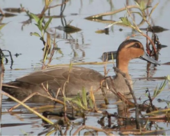 <p>What is the scientific name for mallard ducks?</p>