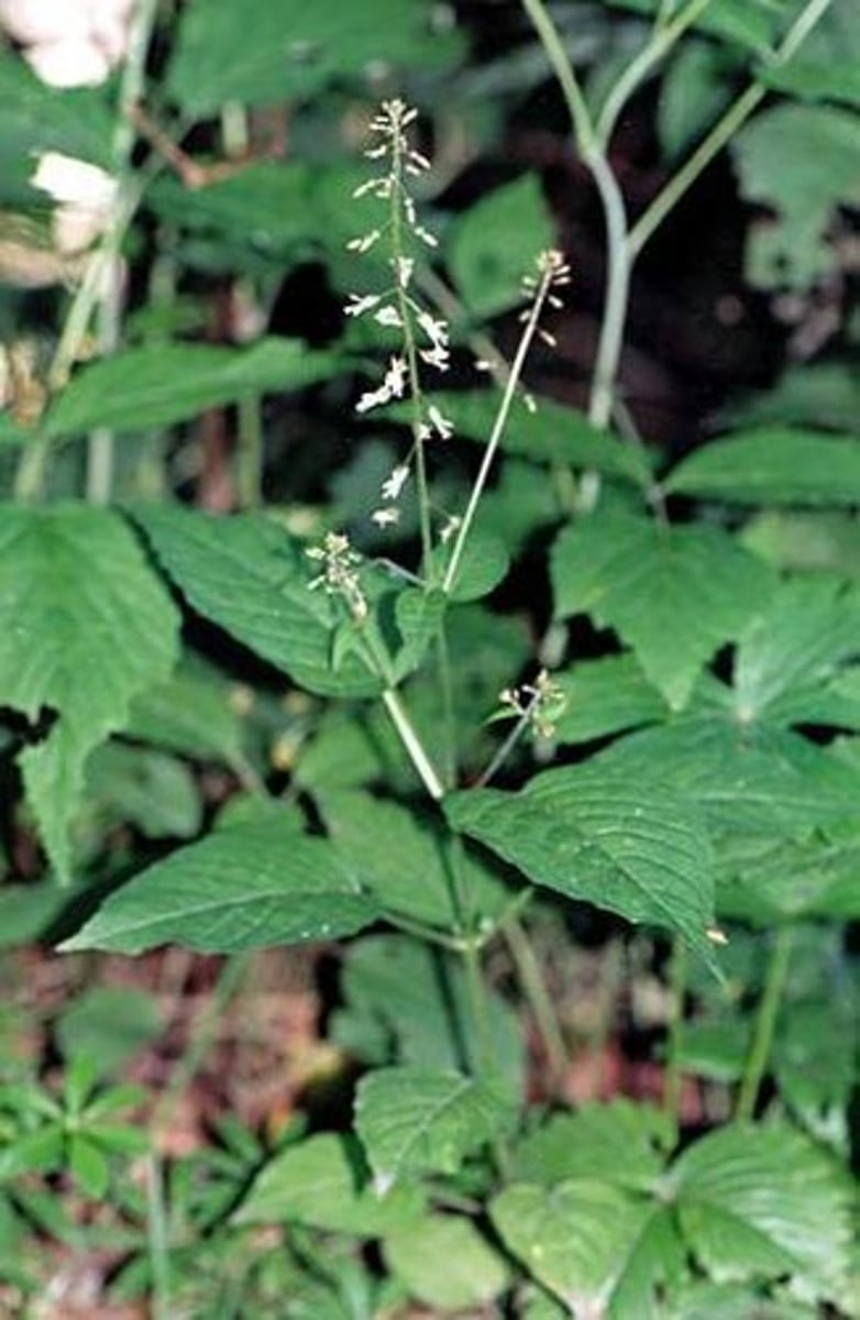 <p>enchanters nightshade</p>