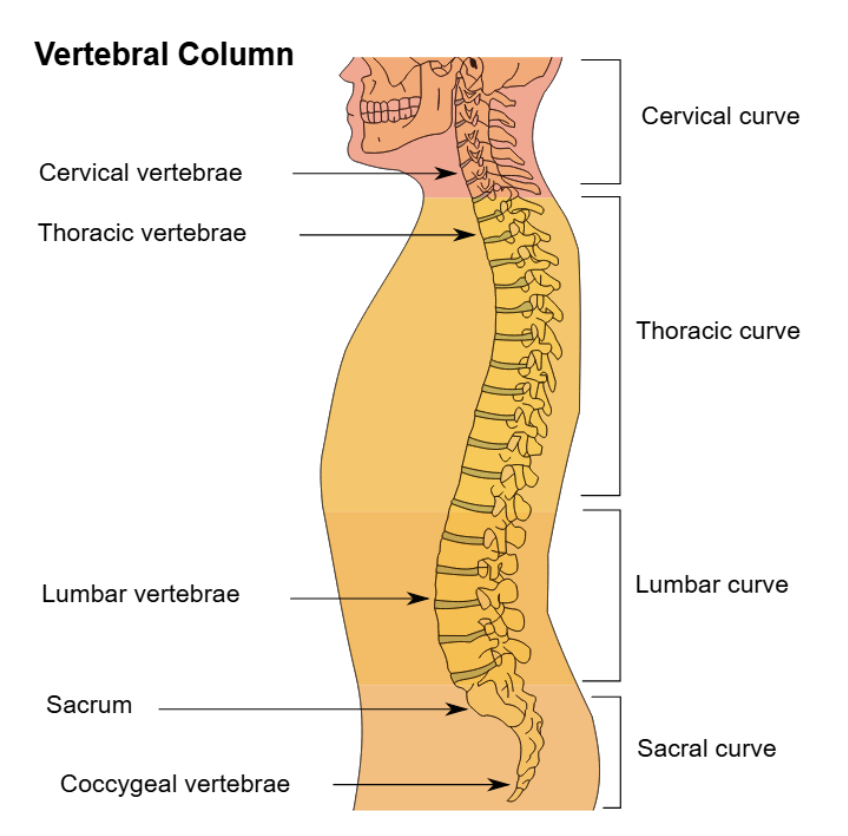 <p>Five regions of the spinal cord</p>