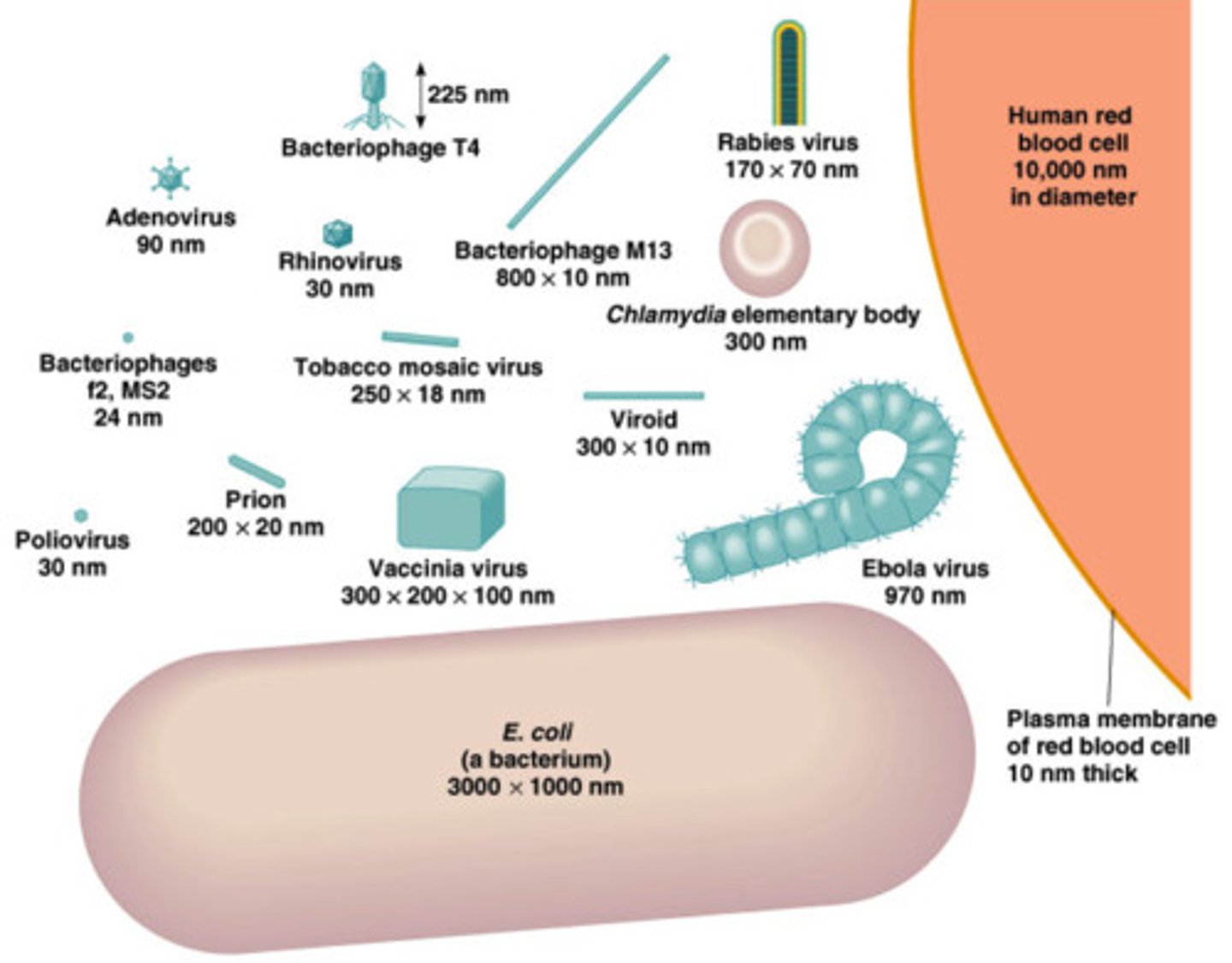 <p>Nanometers (nm).</p>