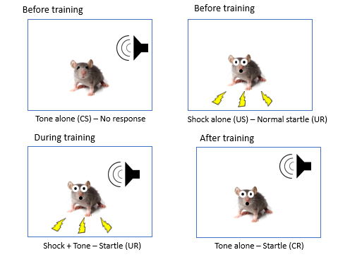 <ul><li><p>what we know about amygdala comes from fear conditioning</p></li><li><p>first present 2 diff stimuli alone which elicits no response &amp; one that elicits startled response</p></li><li><p>train mouse to associated tone w/shock</p></li><li><p>tone therefore elicits startled response as shock &amp; tone is paired/associate with each other </p></li></ul><p></p>