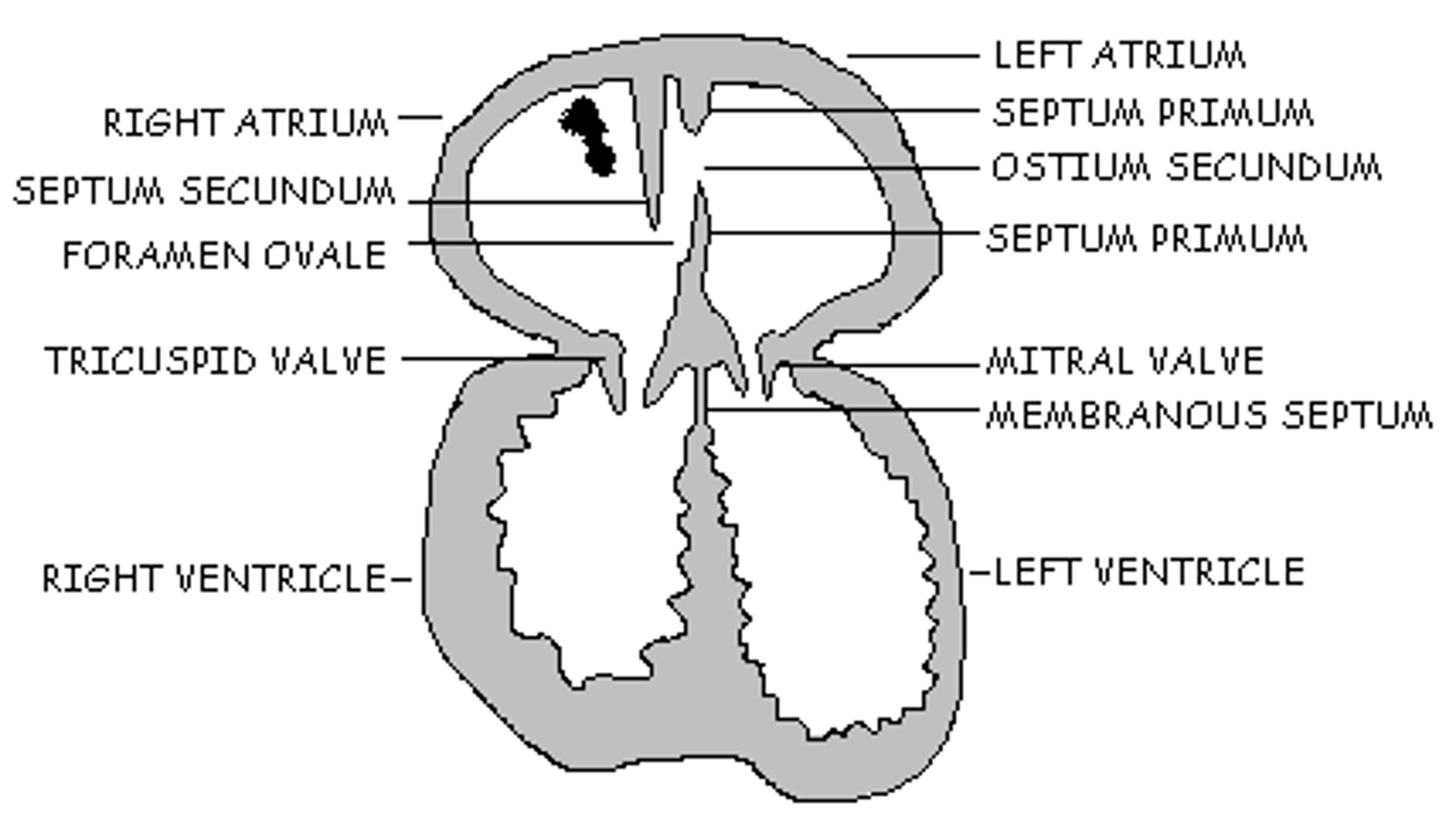 <p><span><span>In the image to the right, at what week is this fetal development occurring?</span></span></p>