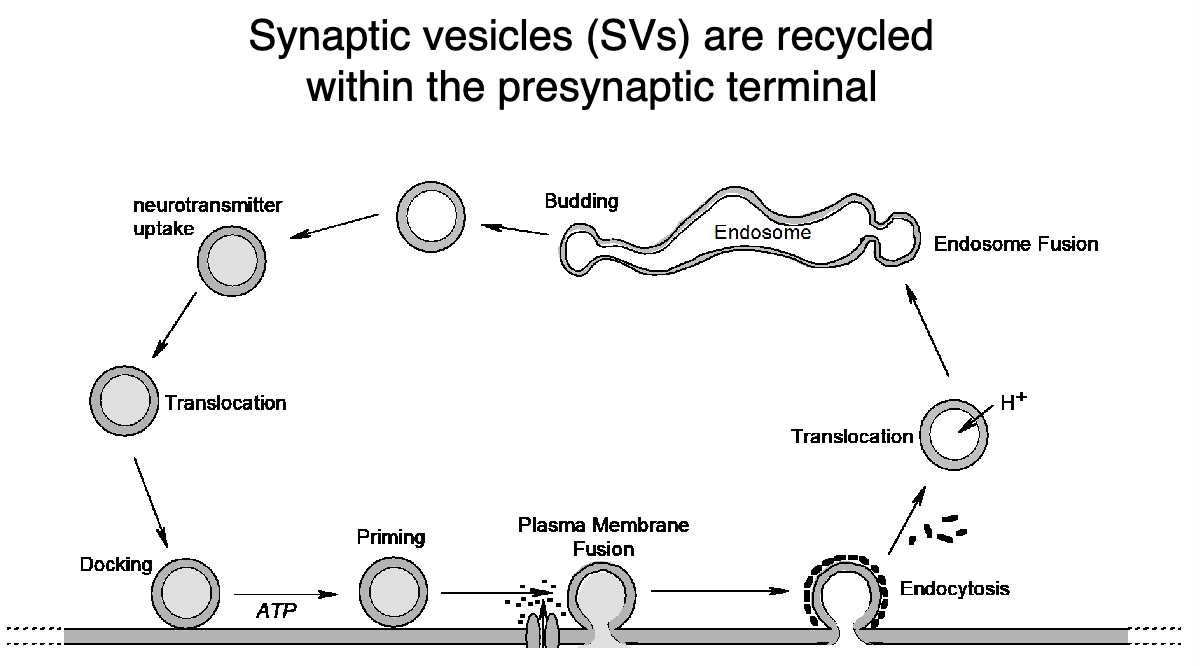 <p>walk through the cycle of neurotransmitter release from presynaptic neurons</p>
