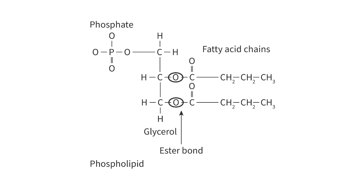 <ul><li><p>formed by condensation of a modified glycerol molecule with a phosphate group and 2 fatty acids</p></li><li><p>a water molecule is released and is called an ester bond </p></li></ul>