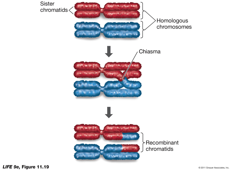 <p>Meiosis is a specialized type of cell division that generates genetic diversity in sexually reproducing organisms. It involves two nuclear divisions, but the DNA is replicated only once. The primary functions of meiosis are to reduce the chromosome number from diploid to haploid, ensure that each haploid cell has a complete set of chromosomes, and generate diversity among the products.</p><p>Key Features of Meiosis:</p><ul><li><p><strong>Sexual Reproduction</strong>: Generates diversity among individual organisms by allowing the random selection of half the diploid chromosome set to form a haploid gamete, which then fuses with another to form a diploid cell.</p></li><li><p><strong>No Genetic Replication</strong>: DNA replication occurs only once during meiosis, although there are two nuclear divisions.</p></li></ul><p>Stages of Meiosis:</p><ol><li><p><strong>Meiosis I</strong>:</p><ul><li><p><strong>S Phase</strong>: Preceded by an S phase during which DNA is replicated, resulting in chromosomes consisting of two sister chromatids held together by cohesin proteins.</p></li><li><p><strong>Prophase I</strong>: Homologous chromosomes pair up (synapsis) to form a tetrad or bivalent. Chromatin continues to coil and compact, and homologs are held together by chiasmata where crossing over occurs, leading to genetic recombination.</p></li><li><p><strong>Metaphase I</strong>: Chromosomes line up at the equatorial plate, with homologous pairs held together by chiasmata.</p></li><li><p><strong>Anaphase I</strong>: Homologous chromosomes separate, resulting in daughter nuclei containing only one set of chromosomes, each consisting of two chromatids.</p></li><li><p><strong>Telophase I</strong>: Occurs in some organisms with the nuclear envelope reaggregating, followed by an interphase called interkinesis. In other organisms, meiosis II begins immediately.</p></li></ul></li></ol><p>Unique Features of Meiosis I:</p><ul><li><p><strong>Synapsis</strong>: Homologous pairs of chromosomes come together and pair along their entire lengths.</p></li><li><p><strong>Separation</strong>: After metaphase I, homologous pairs separate, but sister chromatids remain together.</p></li><li><p><strong>Crossing Over</strong>: Exchange of genetic material at the chiasmata results in recombinant chromatids, increasing genetic variability.</p></li></ul><p>Prophase I Duration:</p><ul><li><p><strong>Human Males</strong>: Prophase I lasts about 1 week, and the entire meiotic cycle takes about 1 month.</p></li><li><p><strong>Human Females</strong>: Prophase I begins before birth and can last decades, ending during the monthly ovarian cycle.</p></li></ul><p>Meiosis II:</p><ul><li><p><strong>Continuation</strong>: In organisms where Telophase I does not result in complete interphase, meiosis II proceeds immediately.</p></li><li><p><strong>Similar to Mitosis</strong>: Sister chromatids separate in a manner similar to mitotic division, resulting in four haploid daughter cells.</p></li></ul><p></p>