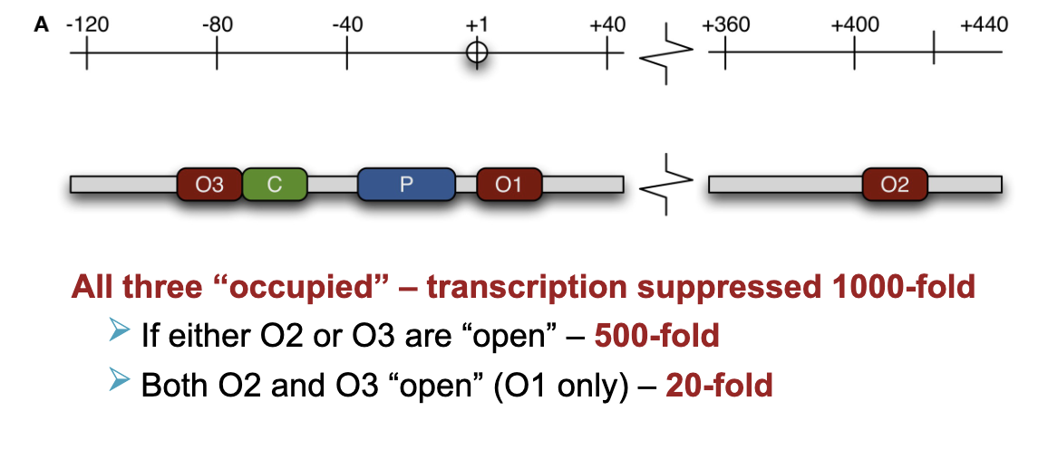 <ol><li><p>if either O2 or O3 are open - 500 fold </p></li><li><p>both O2 and O3 open (O1 only suppressed) - 20 fold </p></li></ol><p></p>