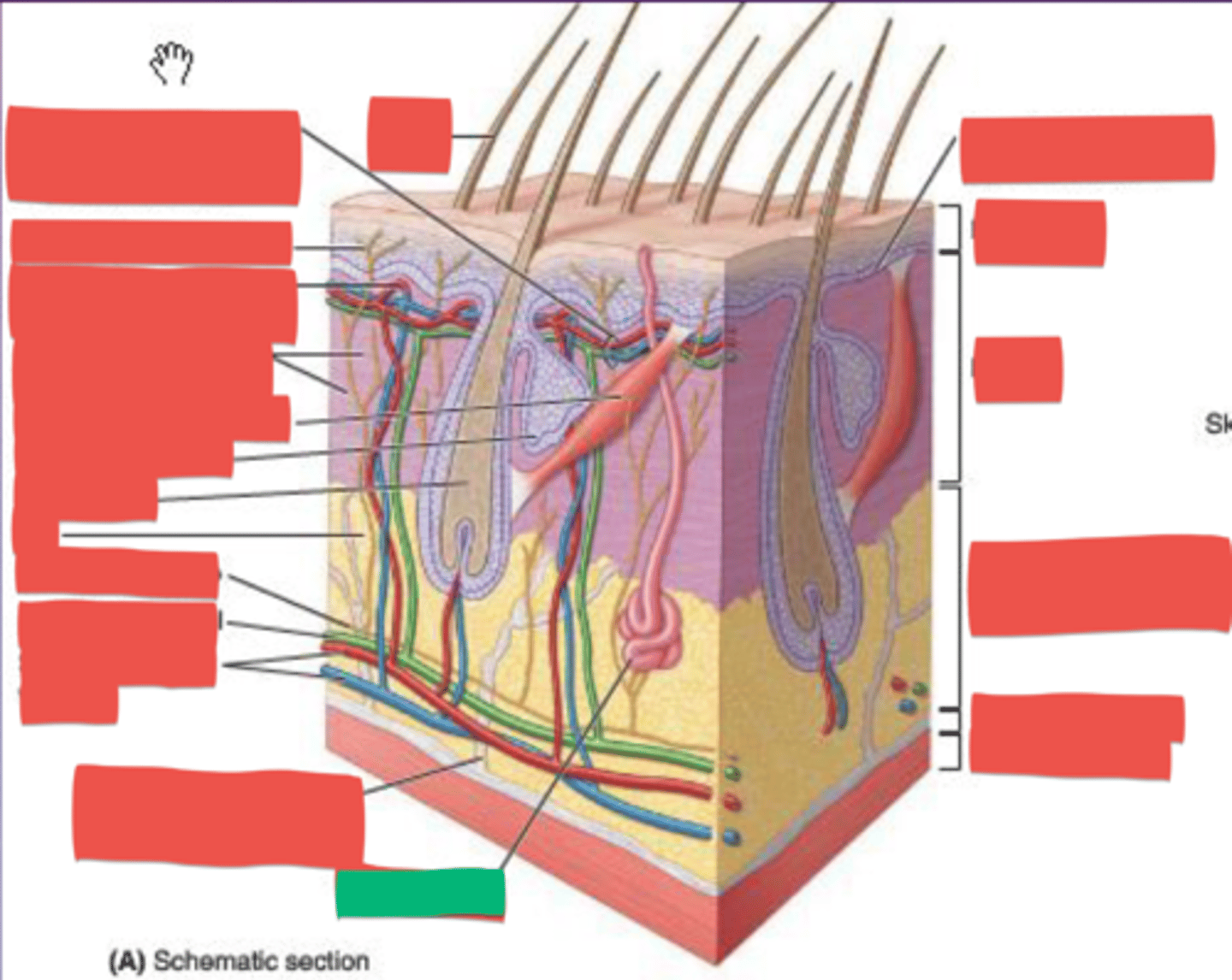 knowt flashcard image