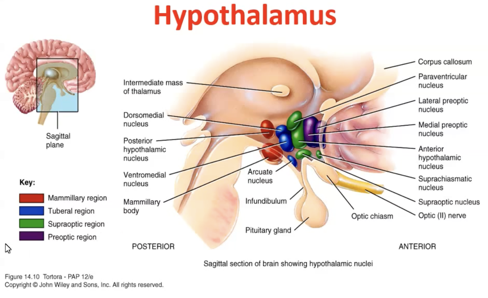 <ul><li><p>Lateral and medial zones: extensive connections<br>with the brainstem and telencephalon</p></li><li><p>﻿﻿The periventricular zone: lies next to the 3rd<br>ventricle and receives much of its inputs from<br>the medial and lateral zones</p></li></ul><p></p>