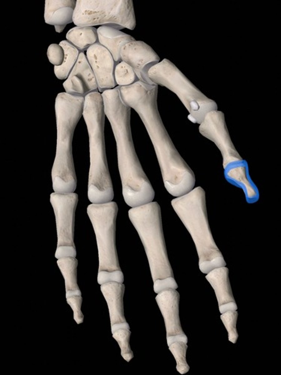 <p>bone</p>