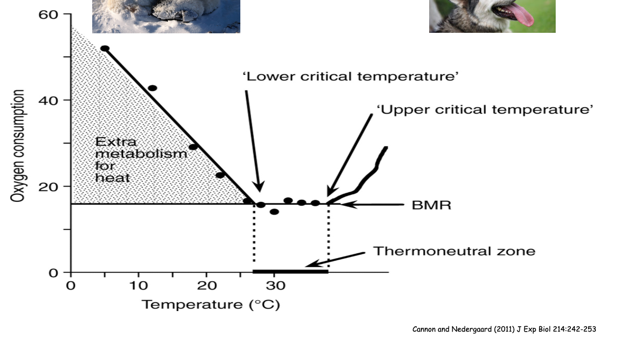 <p>Metabolic rate will increase BOTH when the animal passes its lower critical temperature, and its upper critical temperature </p>