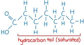 <p>A type of triglyceride:</p><p>&nbsp;if carbon atoms in a fatty acid are connected to each other with single bonds, all of the carbon atoms are connected to at least 2 hydrogen atoms so the fatty acid is saturated with hydrogen</p>