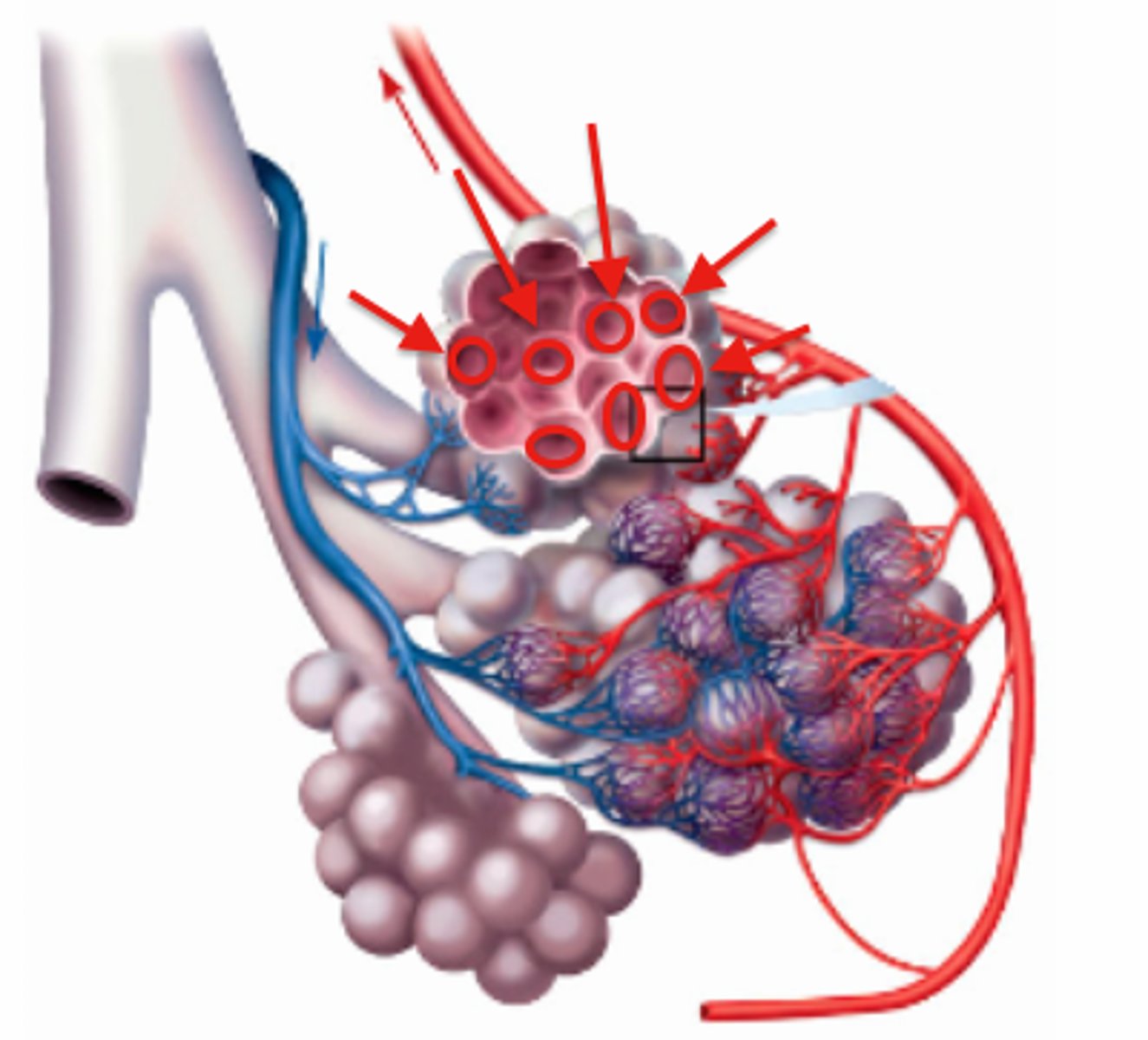 <p>The alveoli of the lungs and respiring cells around the body</p>