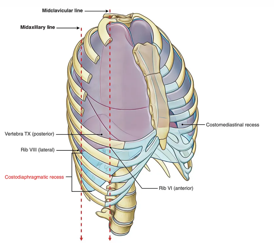 <p>The costomediastinal recess lies along the inferior margin of the pleura.</p><p>A. Yes</p><p><strong><mark data-color="red" style="background-color: red; color: inherit">B. No</mark></strong></p><ul><li><p><strong>inferior margin of the pleura</strong> refers to the <strong><u>costodiaphragmatic recess</u></strong></p></li></ul><p></p>