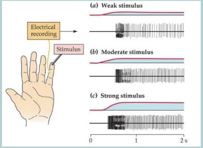 <ol start="2"><li><p>Sensory adaptation </p></li></ol><ul><li><p>Response can CHANGE (reduce) despite constant stimulation </p></li><li><p>Response can be PHASIC - change in FREQUENCY with constant stimulus</p></li><li><p>Response can be TONIC - maintain response rate&nbsp;</p></li></ul><p></p>
