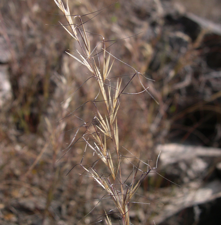 <p> Wiregrass</p>