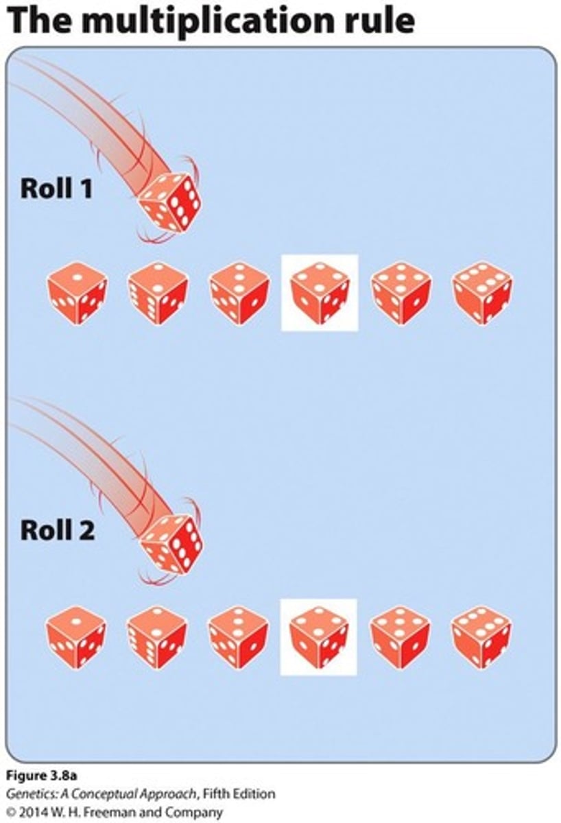 <p>The probability of two independent events occurring in sequence is the product of their individual probabilities</p>