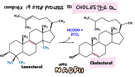 <p>lanosterol → cholesterol</p><ul><li><p>19 step process</p></li><li><p>uses NADPH</p></li></ul>