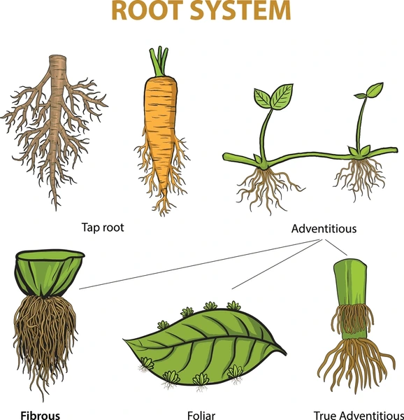 <p>roots that grow on the upper side of the petiole</p>