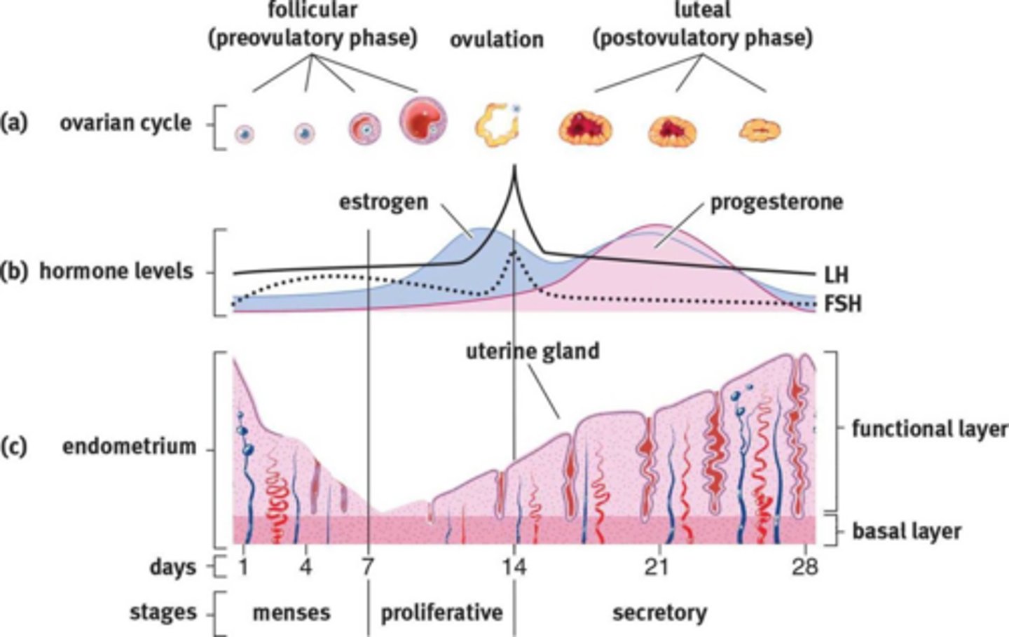 <p><u>Menstrual Cycle</u></p><p>Primary characteristic of the luteal phase, in which the corpus luteum is secreting progesterone.</p>