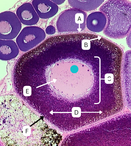 <p>What is the large cell surrounded by follicle cells with small centrally located nucleus?</p>