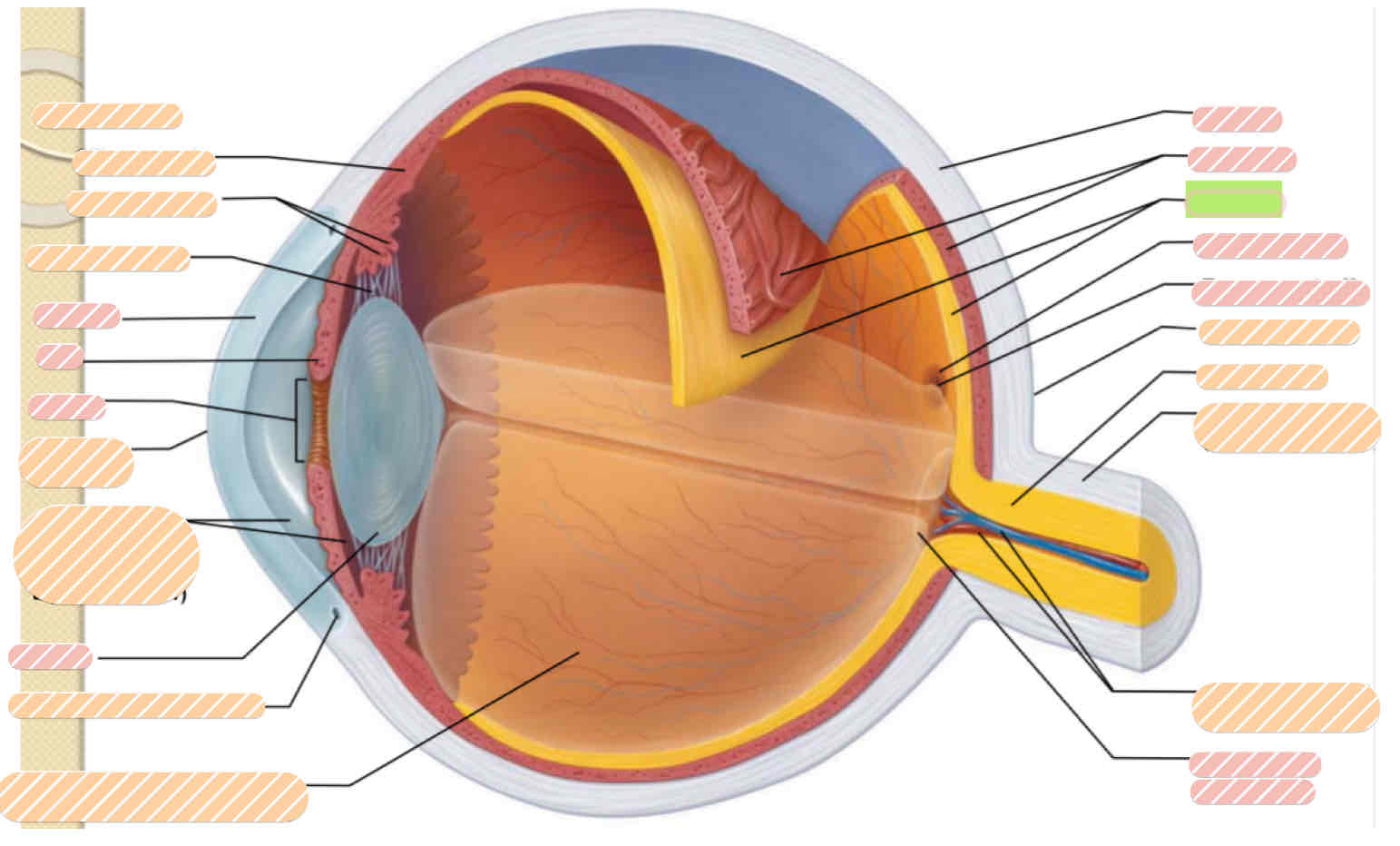 <p>I<span>nternal eye anatomy</span></p>