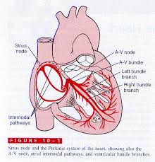 <p>Cardiac Conduction System - Normal</p><p>Function of the Heart ...</p><p>This pathway is made up of 5 elements:</p><p>The sino-atrial (SA) node. ( The pacemaker</p><p>of the Heart)</p><p>The atrio-ventricular (AV) node.</p><p>The bundle of His.</p><p>The left and right bundle branches.</p><p>The Purkinje fibres.</p>
