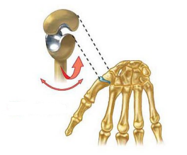 <p>Name this joint</p>